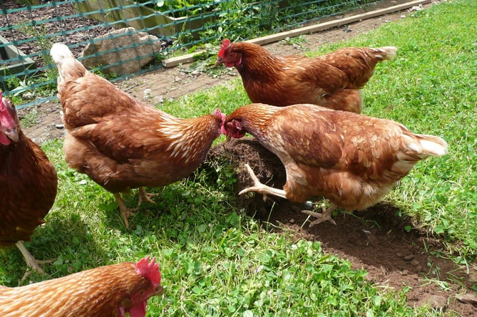 Chickens pecking
