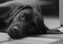 RSPCA braces for ‘summer of suffering’ in Wales