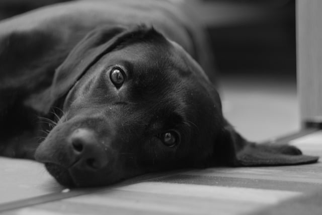 RSPCA braces for ‘summer of suffering’ in Wales