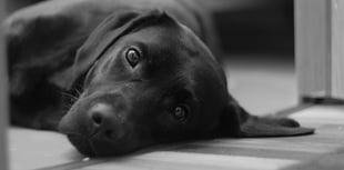 RSPCA braces for ‘summer of suffering’ in Wales