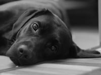 RSPCA braces for ‘summer of suffering’ in Wales