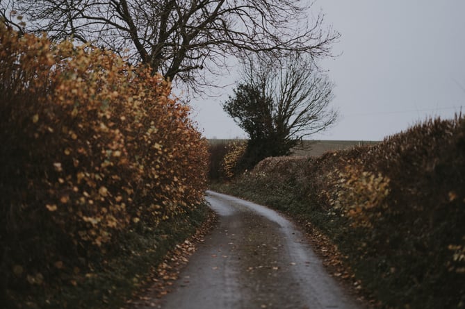 Hedgerow in Autumn by Annie Spratt on Unsplash