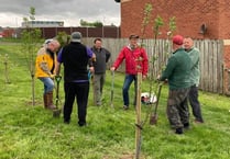 Five fruiting trees planted for Llandrindod Wells community