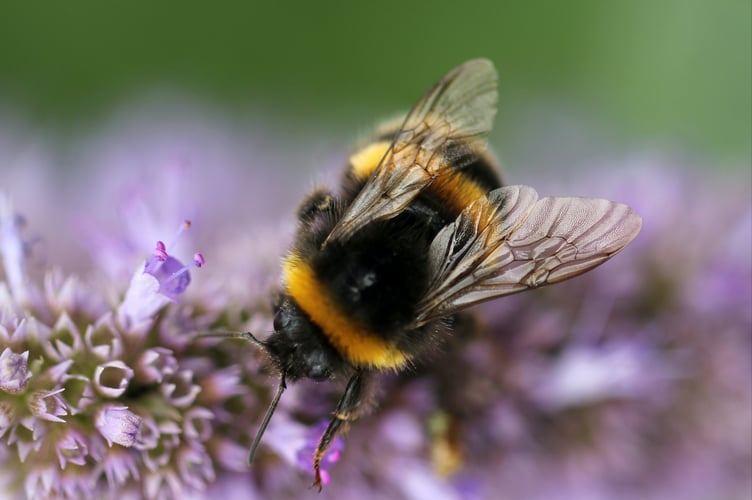 Bumble bee up close