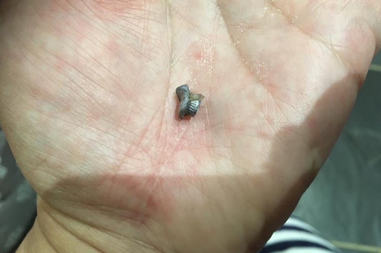 The pellet retrieved from Toffee’s head