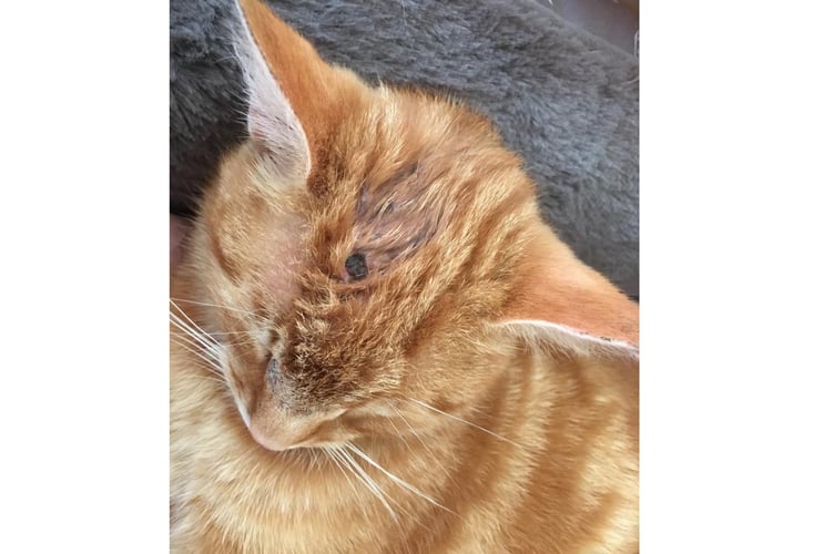 Toffee the cat