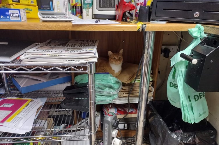 Fizz the cat