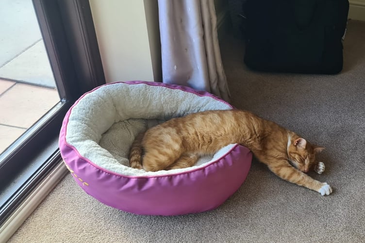 Fizz the cat