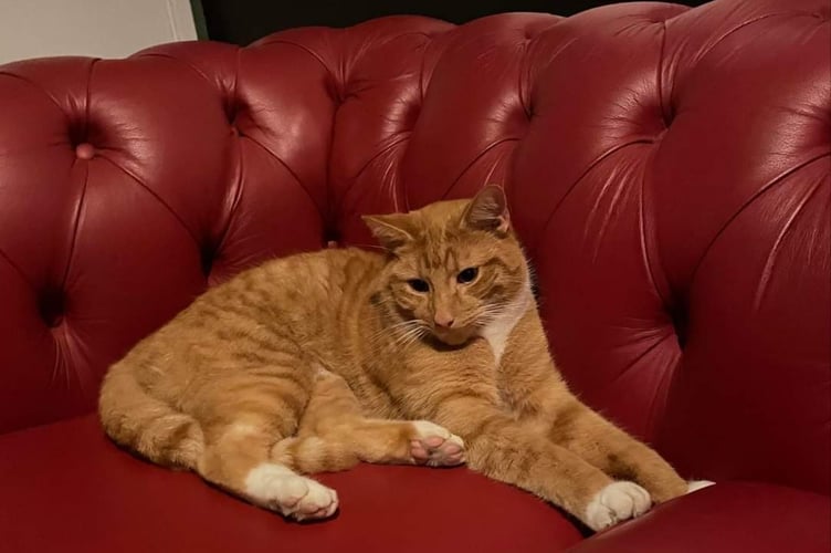 Fizz the cat