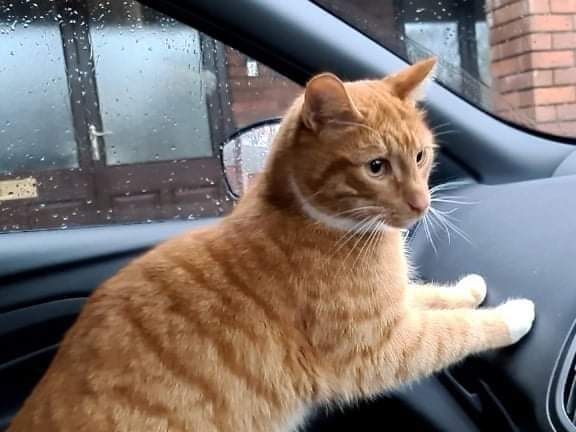 Fizz the cat
