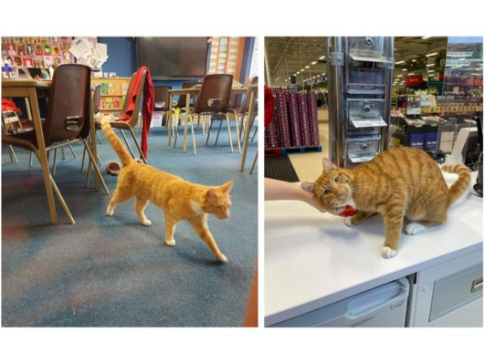 Fizz the cat