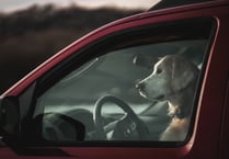 Protect pets by not leaving them in hot vehicles says Welsh Government
