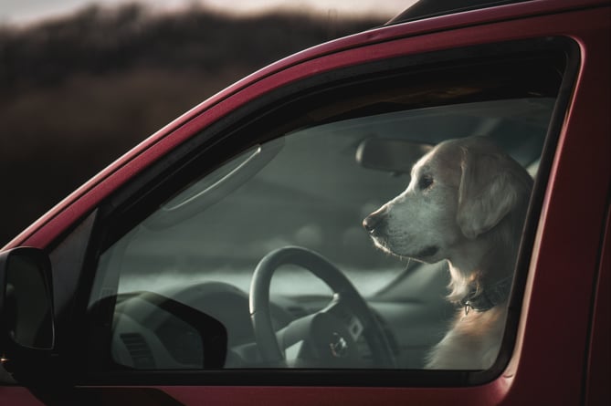 A dog pictured in a car