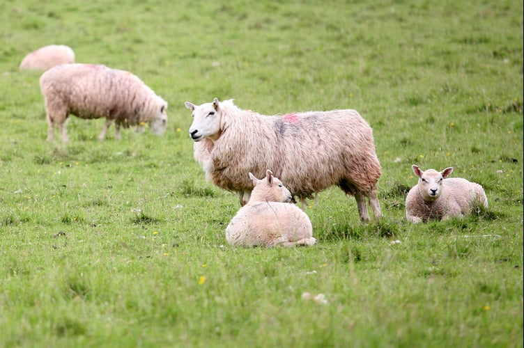 Sheep