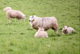 150 sheep stolen over seven months in Radnorshire