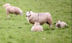 150 sheep stolen over seven months in Radnorshire