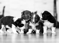 The startling rise of the puppy breeding pandemic