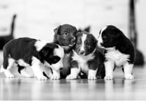 The startling rise of the puppy breeding pandemic