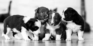 The startling rise of the puppy breeding pandemic