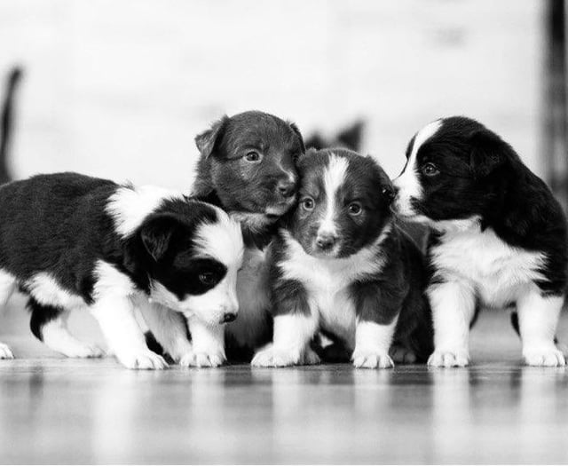 The startling rise of the puppy breeding pandemic