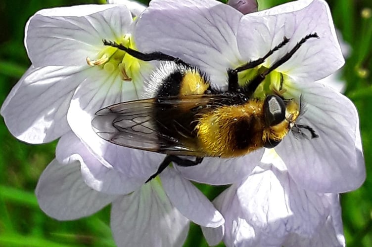 bee