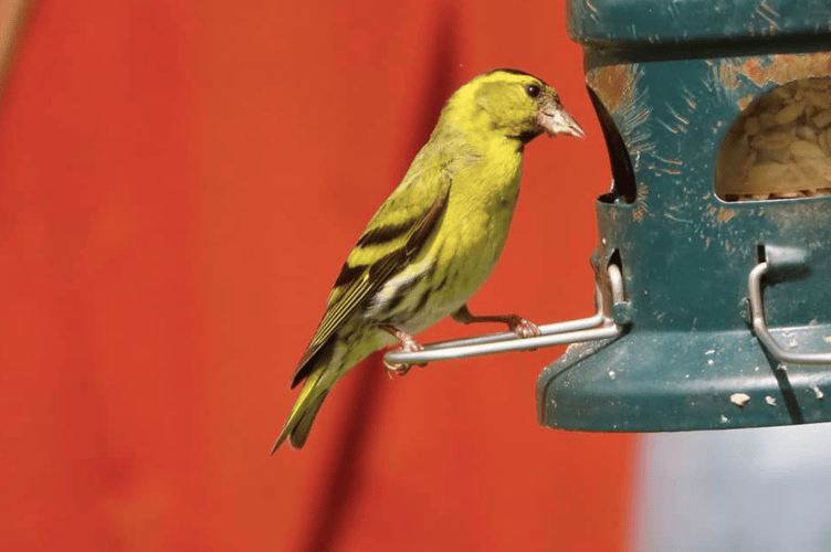 Yellow bird