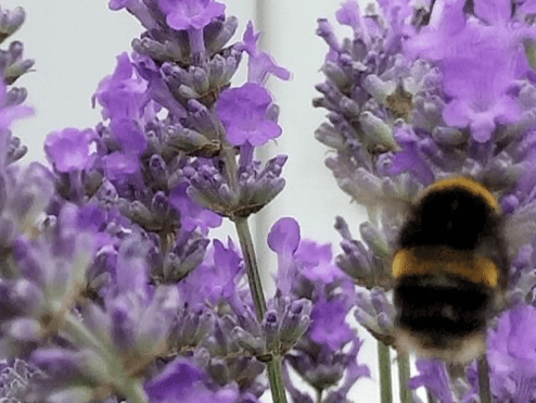 Bee on Lavender