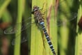 Llangorse Lake set to be first Dragonfly Hotspot in Wales