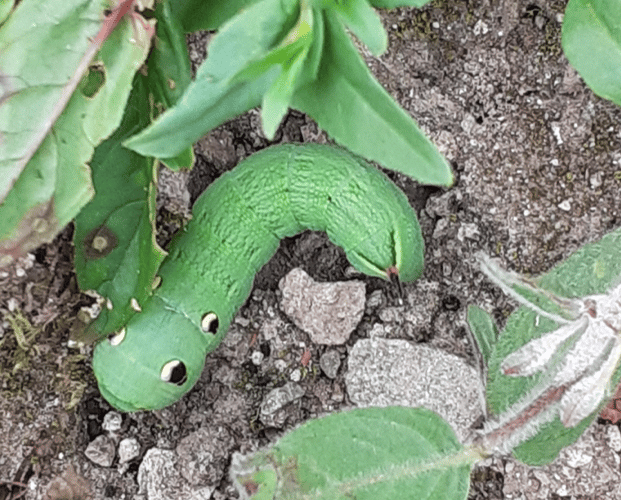 An elephant hawk moth caterpillar.
