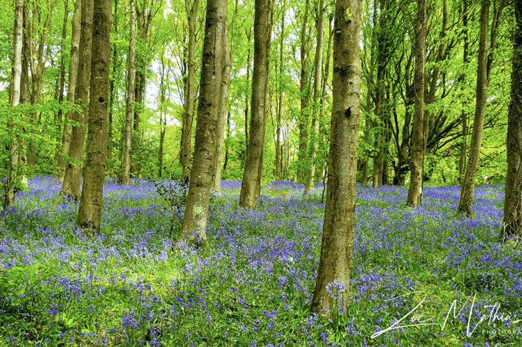 Bluebells