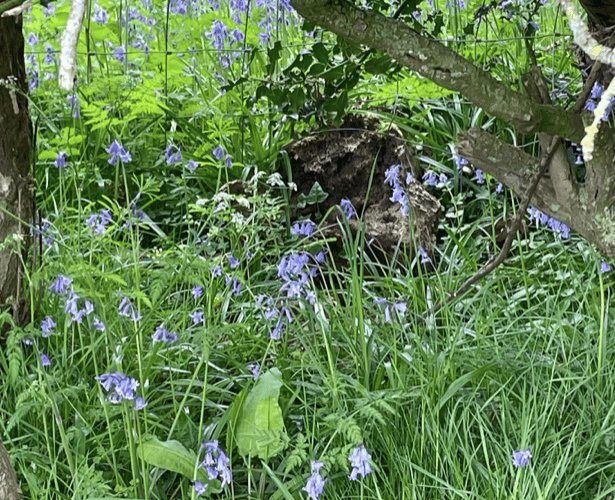 Bluebells