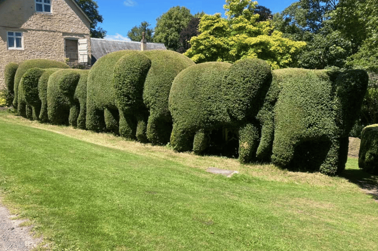 Hedgerow