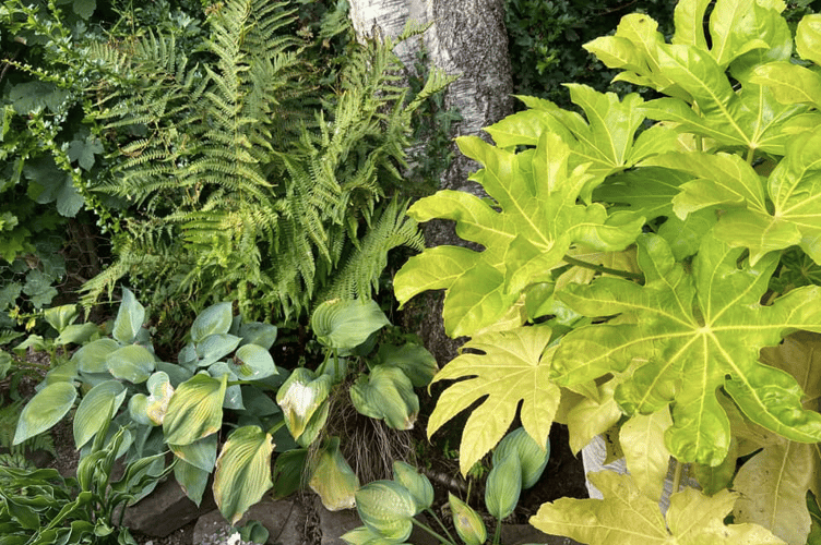 Plants