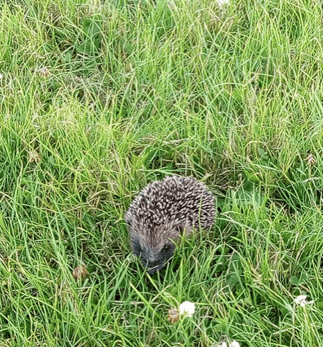 Hedgehog
