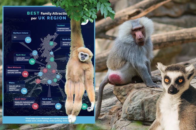 Wales Ape and Monkey Sanctuary