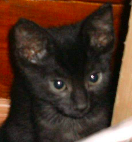 cat