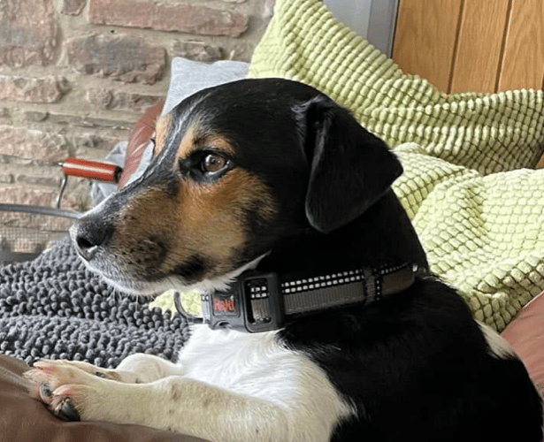 Dog