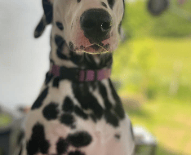dog
