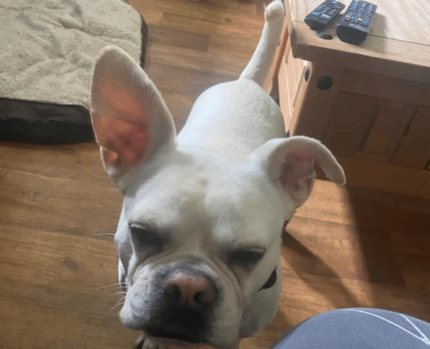 Dog