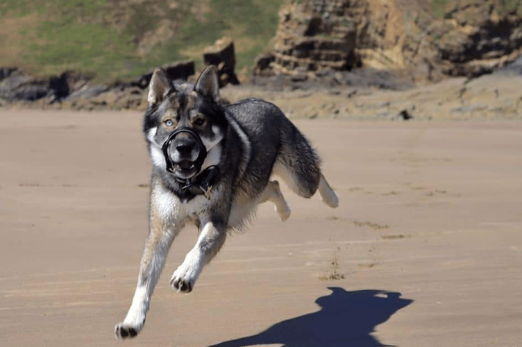 Dog. 