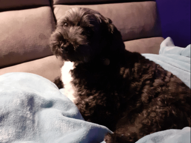 Dog
