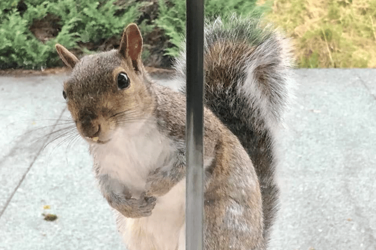 squirrel