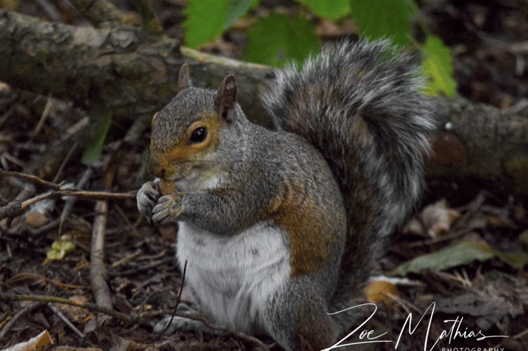 Squirrel