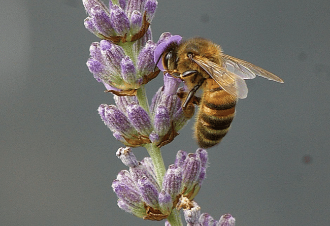Wasp/Bee