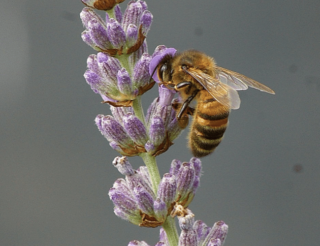 Wasp/Bee
