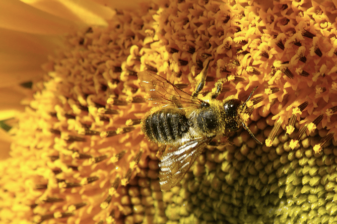 PT Bee