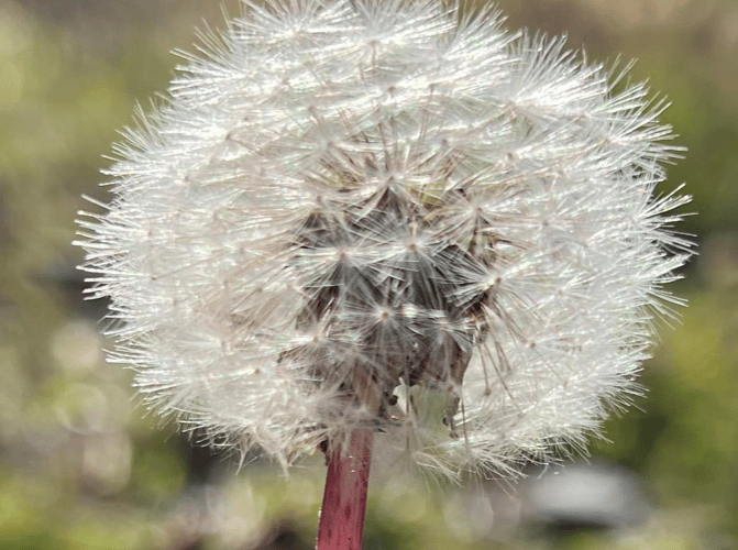 Dandelion