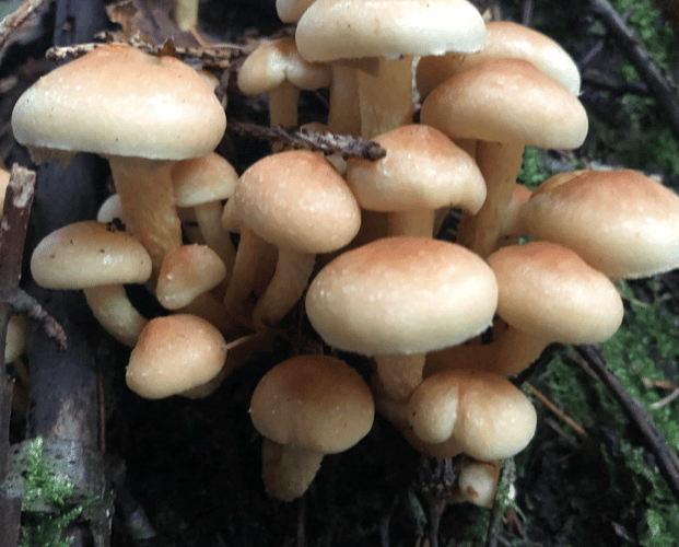 Mushrooms