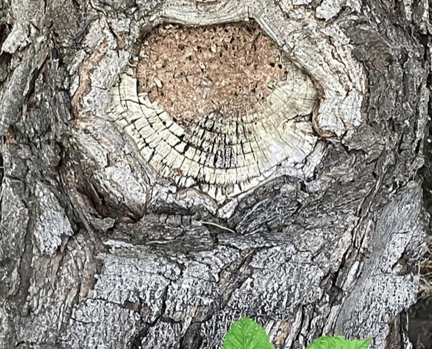Conker Tree