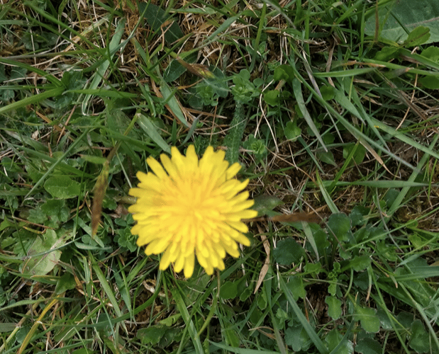 Yellow Dandelion